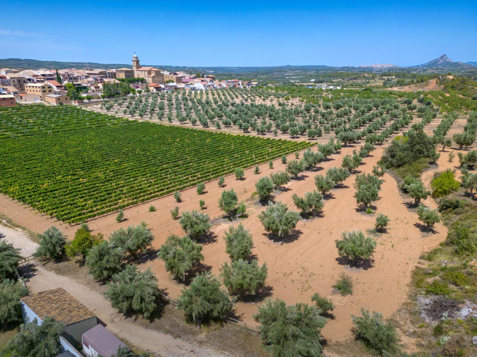 Hotel & Resort Vilar Rural D'Arnes By Serhs Hotels Sant Carlos de la Ràpita المظهر الخارجي الصورة